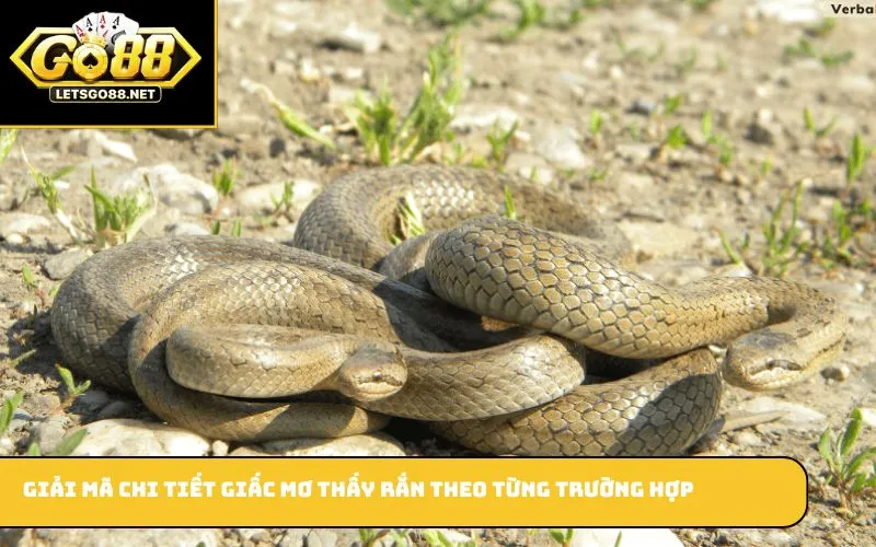 Mơ Thấy Rắn Là Điềm Gì? Tìm Hiểu Điềm Báo Và Số Đề Thắng Lớn Giải mã chi tiết giấc mơ thấy rắn theo từng trường hợp