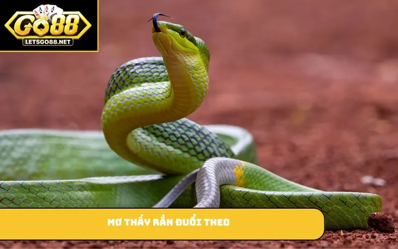 Mơ Thấy Rắn Là Điềm Gì? Tìm Hiểu Điềm Báo Và Số Đề Thắng Lớn Mơ thấy rắn đuổi theo