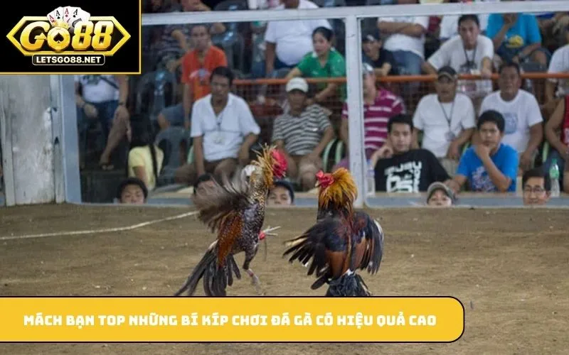 Đá Gà Cựa Dao GO88 – Trò Chơi Cá Cược Hấp Dẫn Và Kịch Tính Mách bạn top những bí kíp chơi đá gà có hiệu quả cao