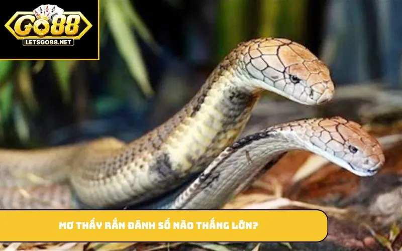 Mơ Thấy Rắn Là Điềm Gì? Tìm Hiểu Điềm Báo Và Số Đề Thắng Lớn Mơ thấy rắn đánh số nào thắng lớn?