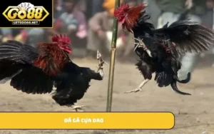 Đá gà cựa dao