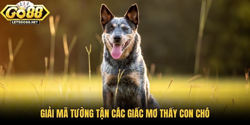 Mơ Thấy Con Chó Là Điềm Báo Gì - Khám Phá Cùng Go88 Giải mã tường tận các giấc mơ thấy con chó